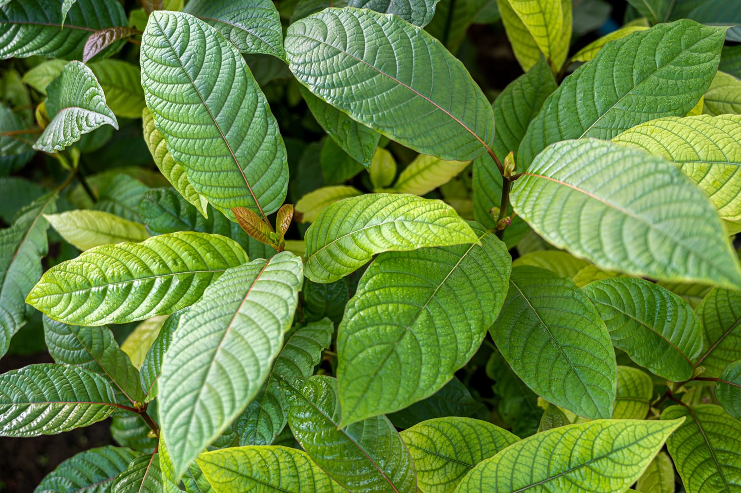 Taste the Tradition with Natural Kratom Tea Thailand – Experience Wellness the Thai Way