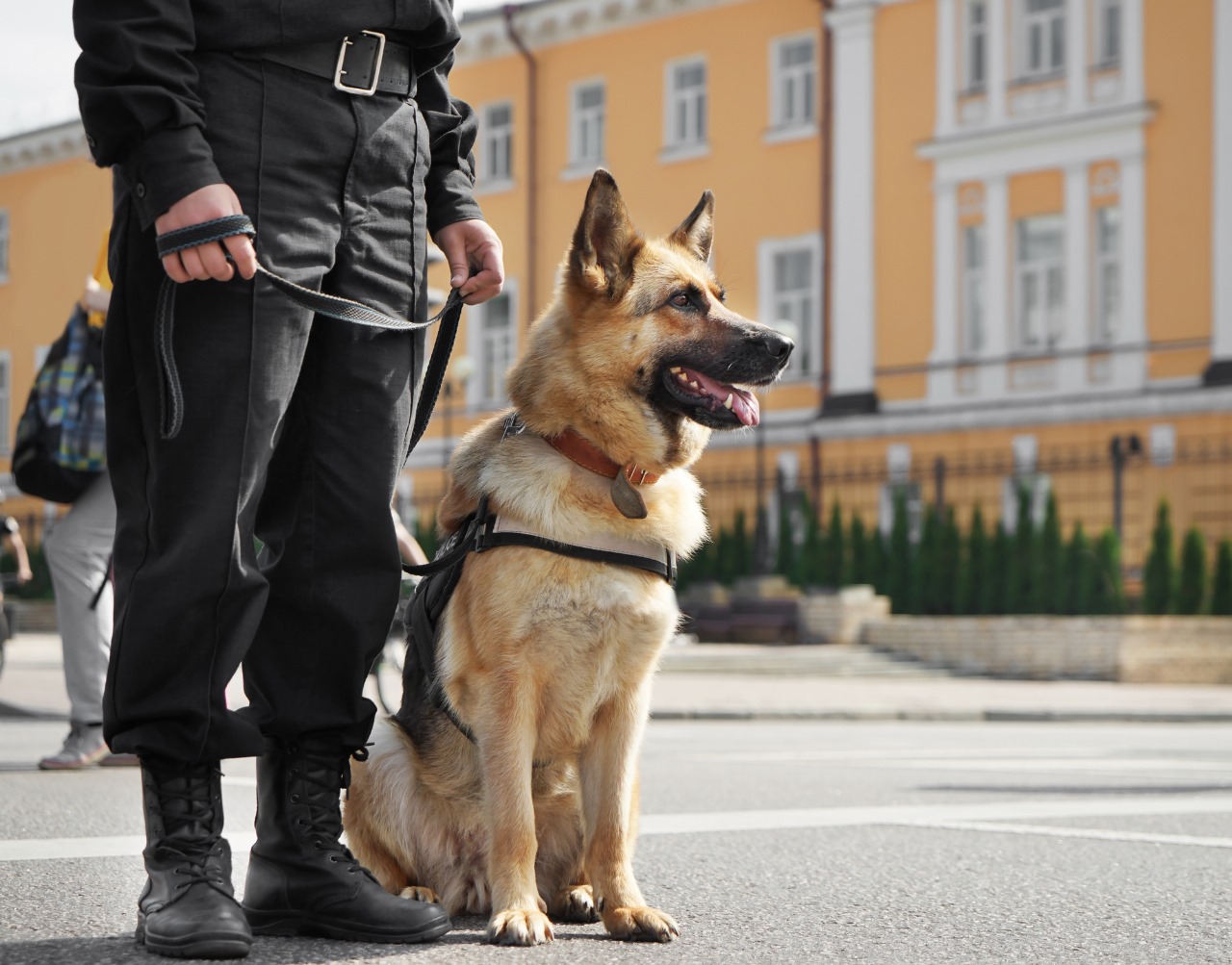 Security Dog Services Leicester – Expert Security Dog Services Leicester for Your Safety | ISA Support Services