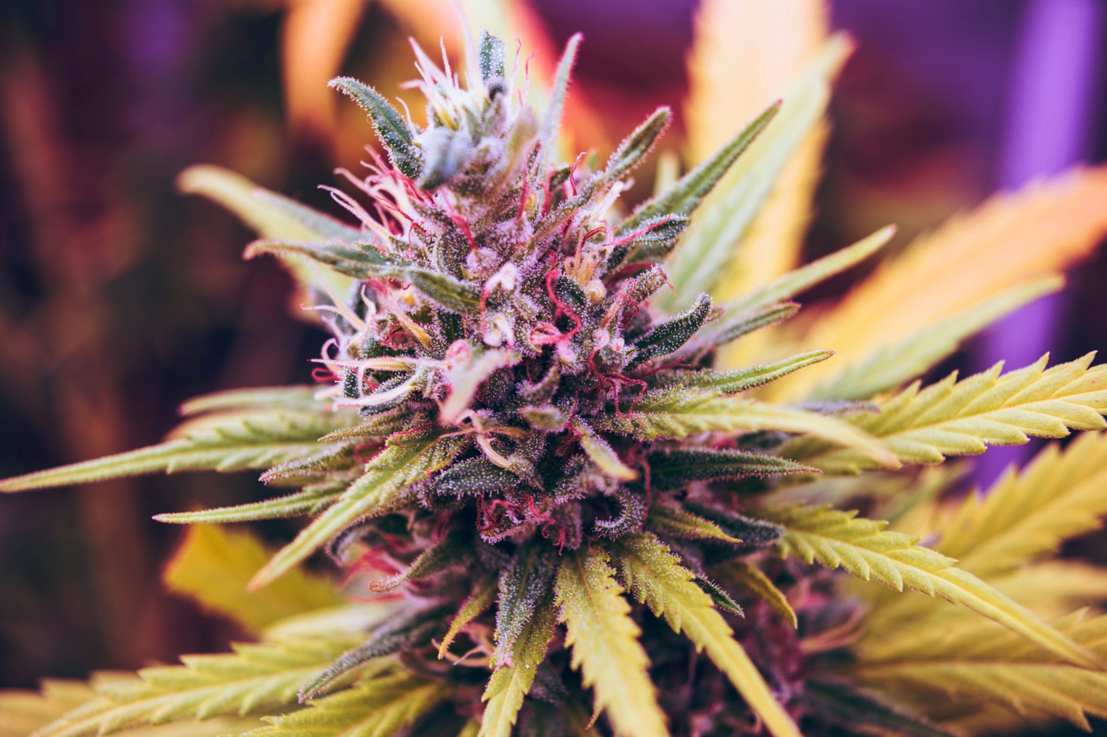 Cannabis Spain – Reliable Info from Clubs Cannabis Madrid